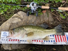 ブラックバスの釣果