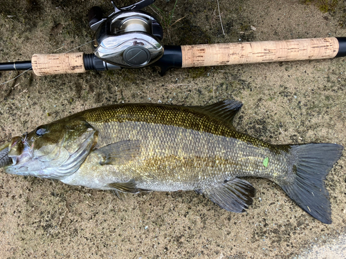 スモールマウスバスの釣果