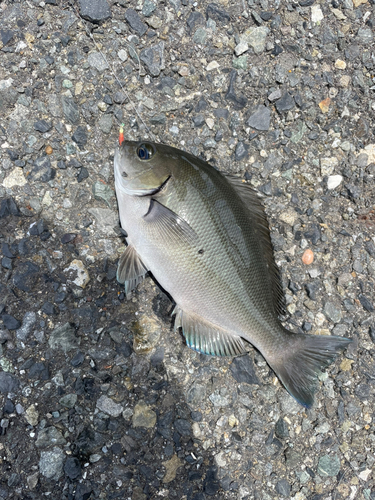 メジナの釣果