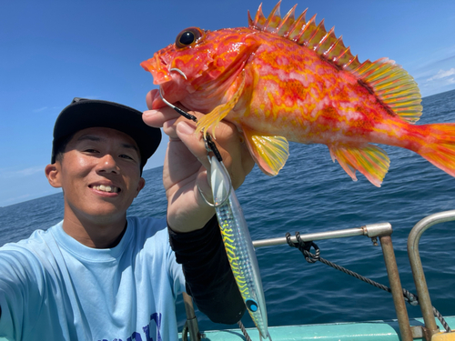 アヤメカサゴの釣果