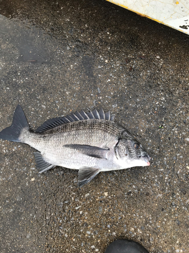 チヌの釣果