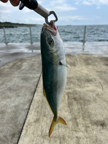 イナダの釣果