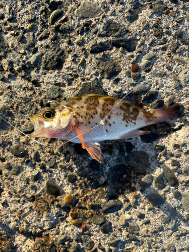 メバルの釣果