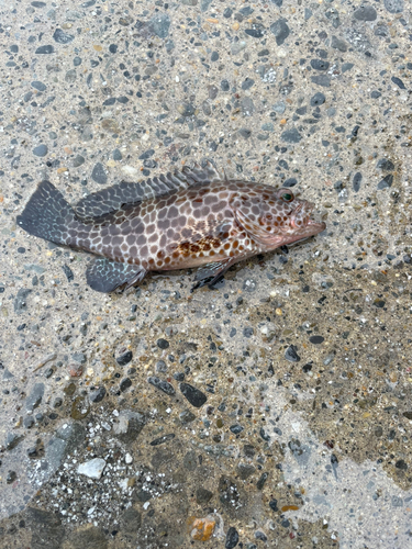 オオモンハタの釣果