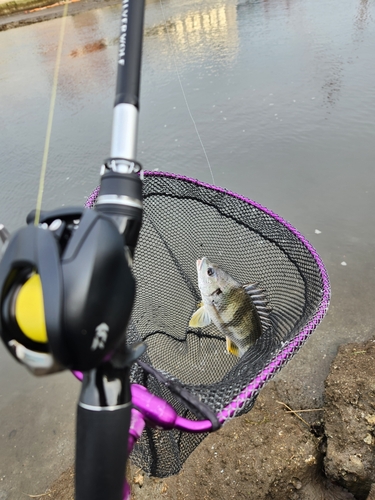 キビレの釣果