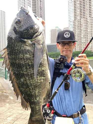 チヌの釣果