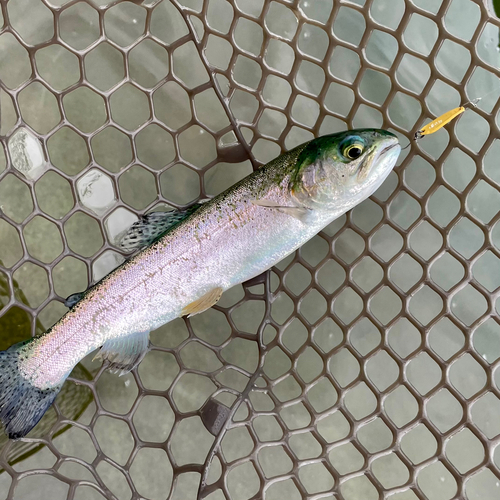 ニジマスの釣果