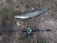 ナマズの釣果