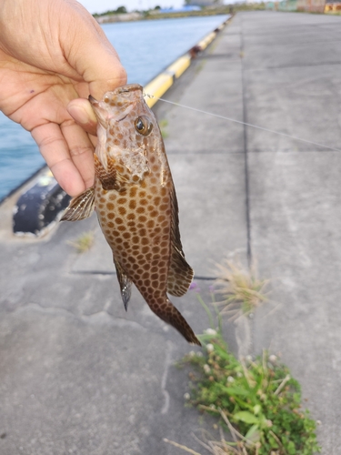 オオモンハタの釣果