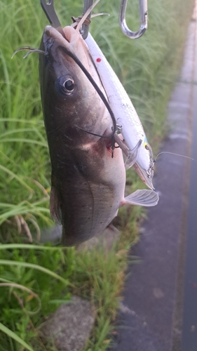 アメリカナマズの釣果