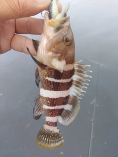 アオハタの釣果