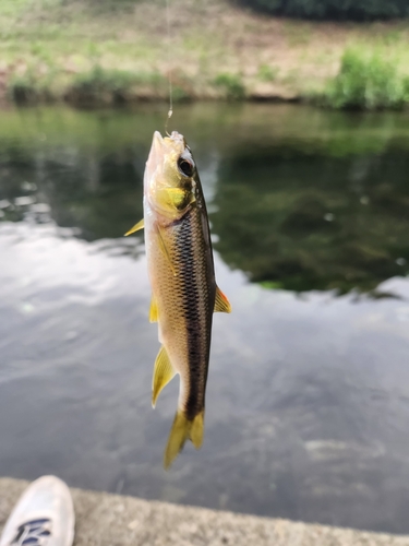 カワムツの釣果