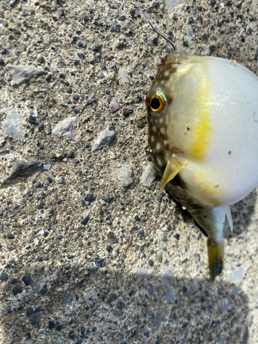 クサフグの釣果