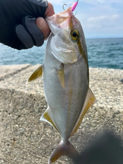 シオの釣果