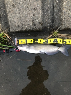 アメリカナマズの釣果