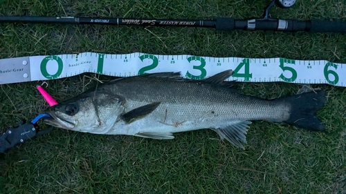 スズキの釣果