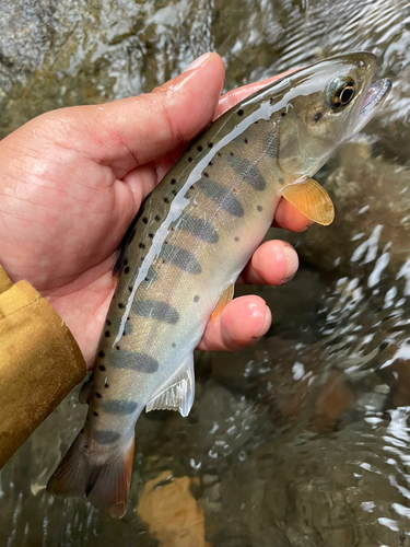 ヤマメの釣果