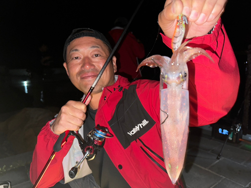 ケンサキイカの釣果