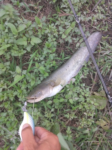 ナマズの釣果