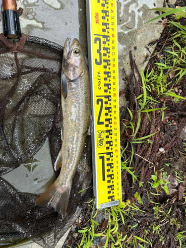 イワナの釣果