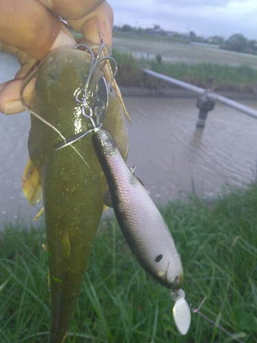 ナマズの釣果