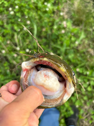 マナマズの釣果