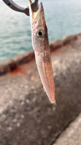 カマスの釣果