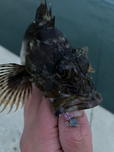 アラカブの釣果