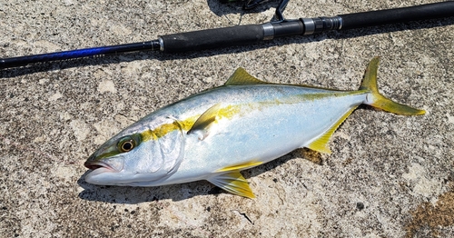 ヒラマサの釣果