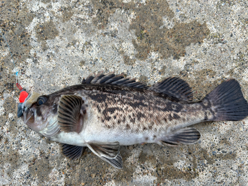 クロソイの釣果