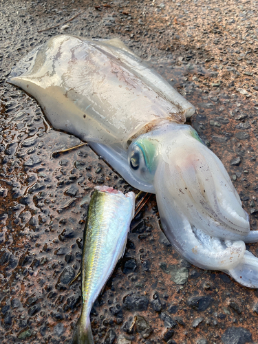 アオリイカの釣果