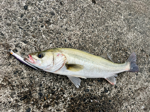 フッコ（マルスズキ）の釣果