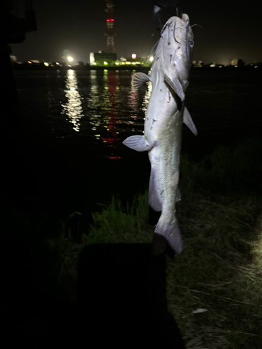 アメリカナマズの釣果