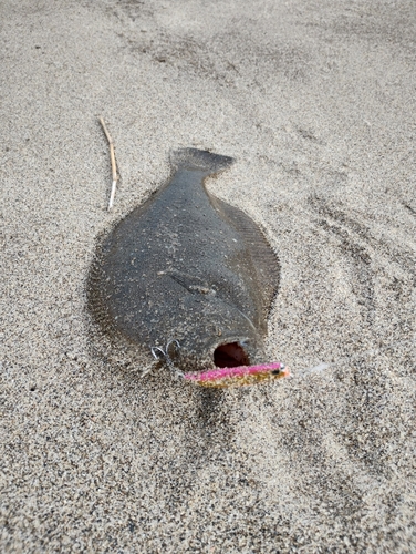 ヒラメの釣果