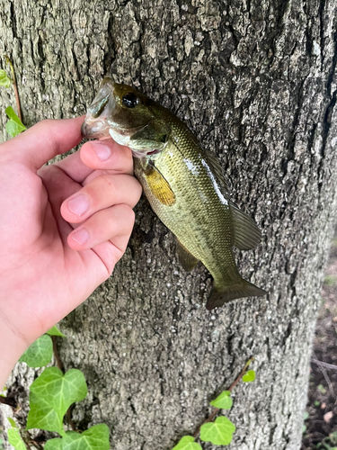 ラージマウスバスの釣果