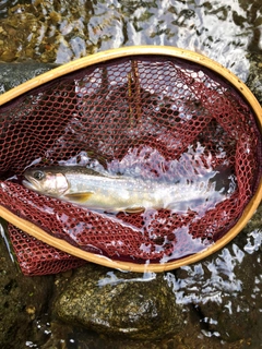 イワナの釣果