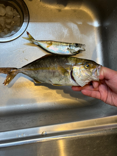 ショゴの釣果