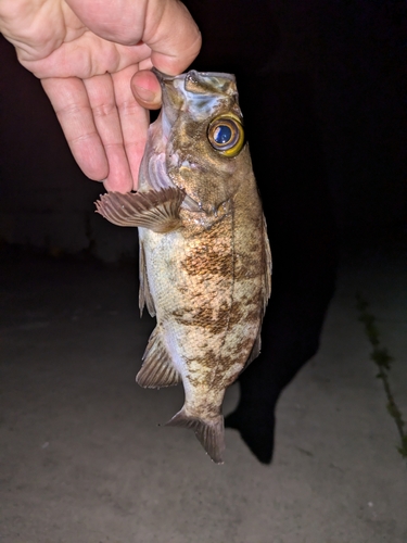 シロメバルの釣果