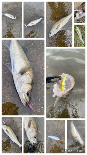 シーバスの釣果