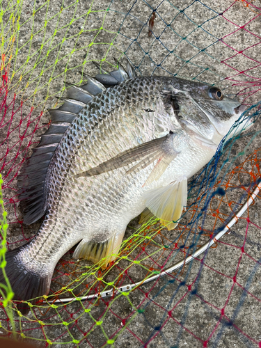 キチヌの釣果