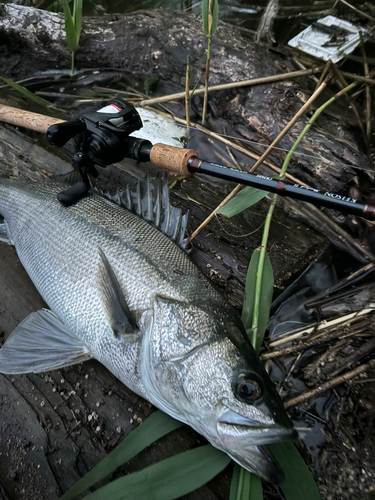 スズキの釣果