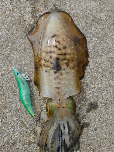 アオリイカの釣果