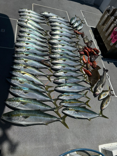 ワラサの釣果