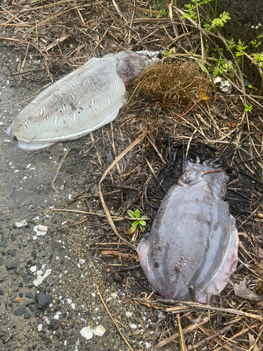 コウイカの釣果