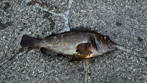 メバルの釣果