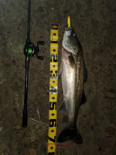 シーバスの釣果