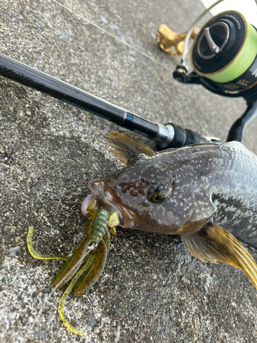 アイナメの釣果