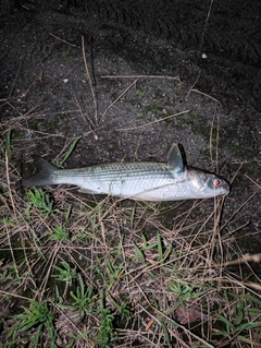 ボラの釣果