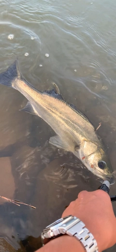 シーバスの釣果