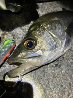 シーバスの釣果